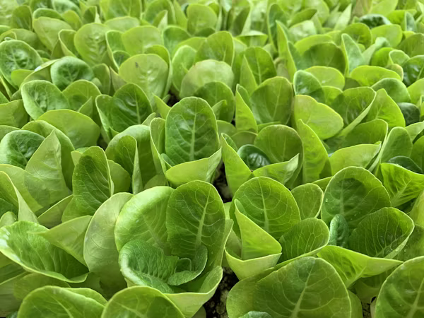 Horticulture premium en serre